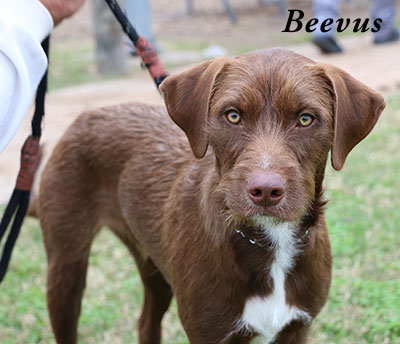 Photo of Beevus, a shelter dog up for adoption