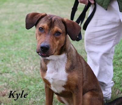 Photo of Kyle, a shelter dog up for adoption