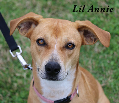 Photo of Lil Annie, a shelter dog up for adoption