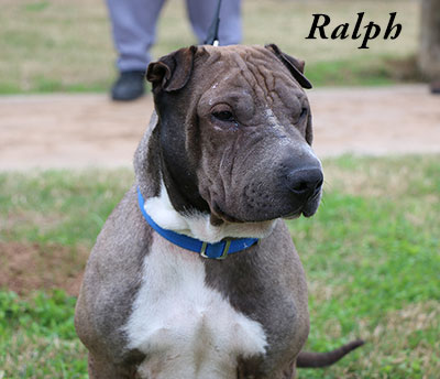 Photo of Ralph, a shelter dog up for adoption